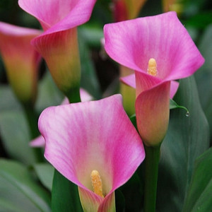 Zantedeschia Rubylite Pink Ice, Calla Lily Rubylite Pink Ice, Arum Lily Rubylite Pink Ice, Calla Lilies, Arum Lilies, Zantedeschia care, pink calla lilies